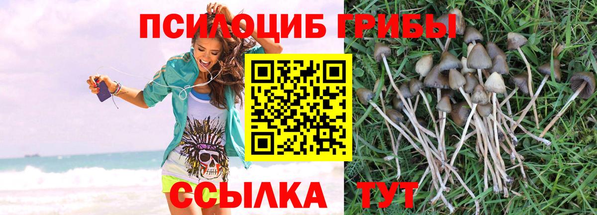 Псилоцибиновые грибы Psilocybe Североуральск